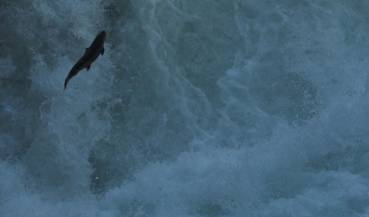 salmon swimming upstream